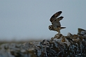 Short-eared owl - M